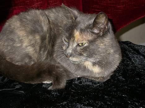 Huskat Ramphoshus - Hvad!?! Hvorfor vækker du mig!?! billede 8