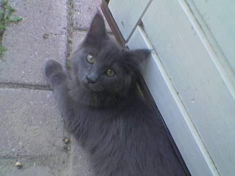 Maine Coon felix - det koster at komme ud af min havedør. en godbid. billede 1