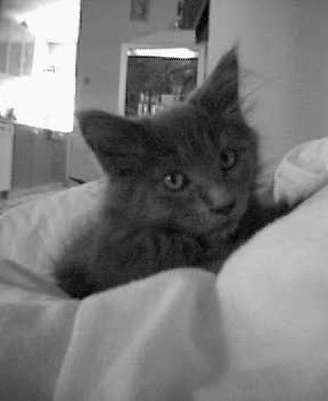 Maine Coon felix - er jeg ikke nuser som lille? billede 2