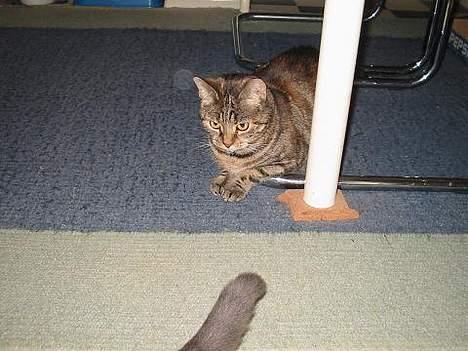 Huskat Disney - hmm skulle jeg fange Mille´s hale billede 13