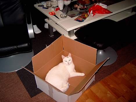 Blanding af racer minnie - i kan ikke se mig ...  billede 5