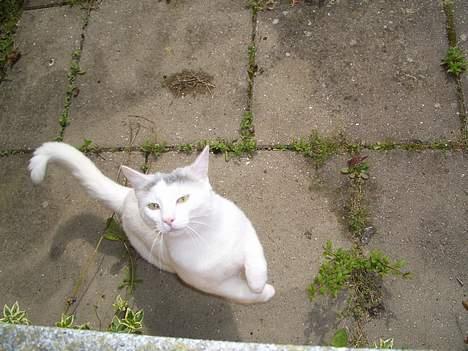 Blanding af racer Ib - Her er jeg på vej til at springe op i vinduet billede 7