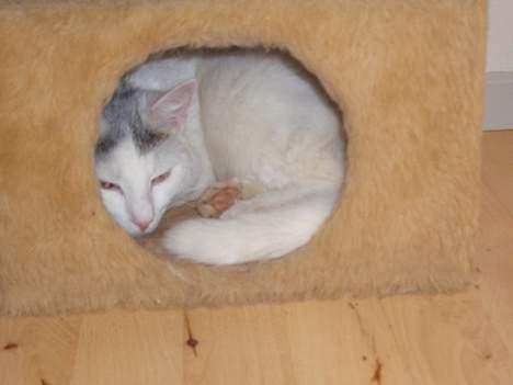 Blanding af racer Ib - Ligger i mit hus og hviler billede 8