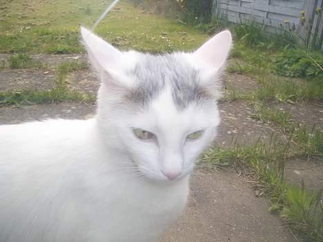 Blanding af racer Ib billede 9