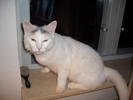 Blanding af racer Ib - Mor jeg vil redes med børsten billede 10