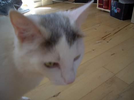 Blanding af racer Ib billede 11