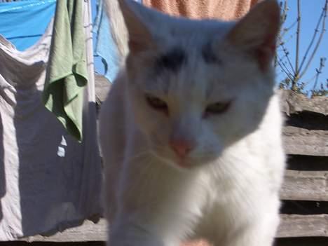 Blanding af racer Cordelia billede 5