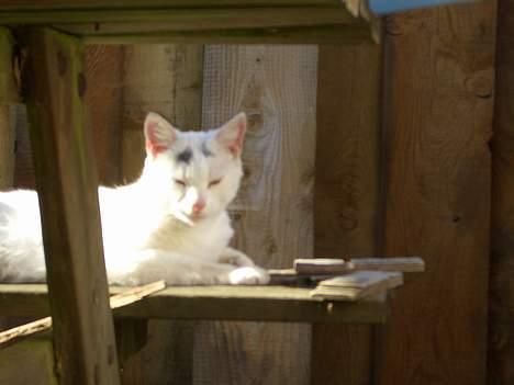 Blanding af racer Cordelia billede 6