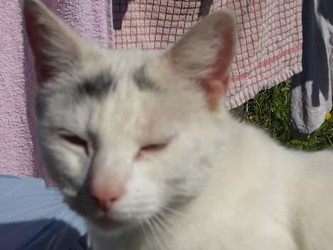 Blanding af racer Cordelia billede 7