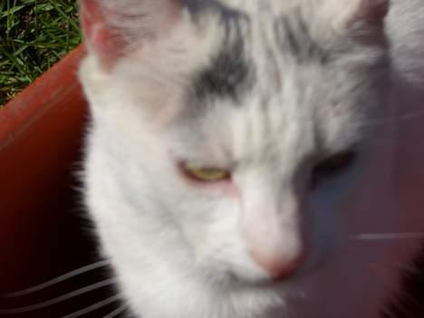 Blanding af racer Cordelia billede 9