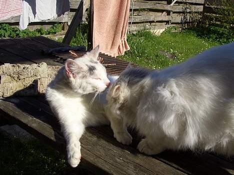 Norsk Skovkat Tumling billede 8