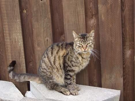 Blanding af racer Joachim billede 9