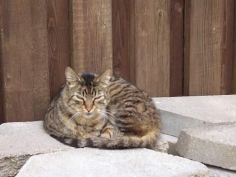 Blanding af racer Joachim billede 10