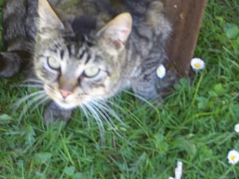 Blanding af racer Joachim billede 11