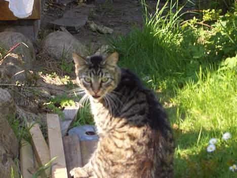 Blanding af racer Joachim billede 12