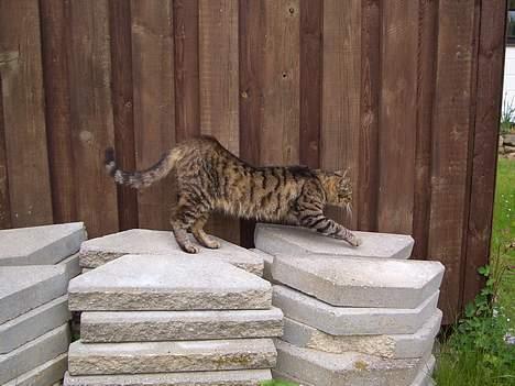 Blanding af racer Joachim billede 13