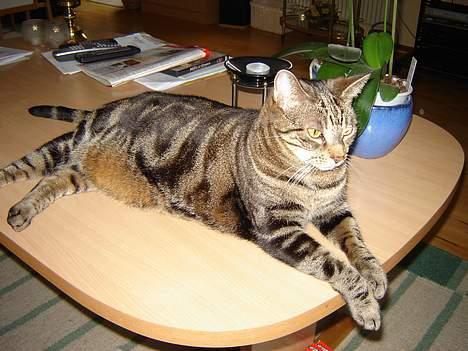 Huskat Silke - Dronningen af sofabordet. billede 5