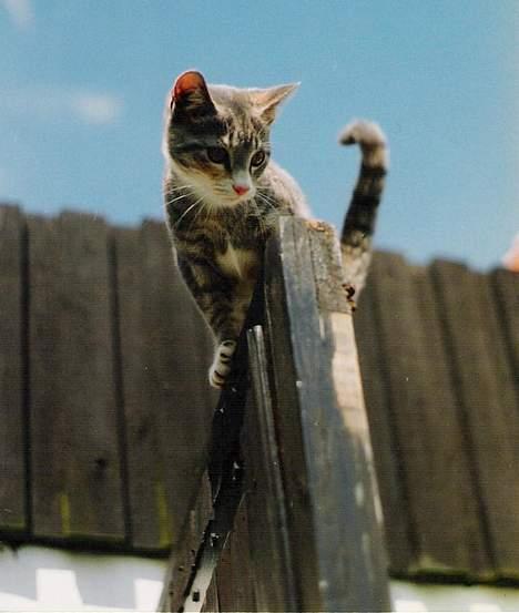 Huskat ˜”°º•Erantis•º°”˜ DØD :'( billede 13