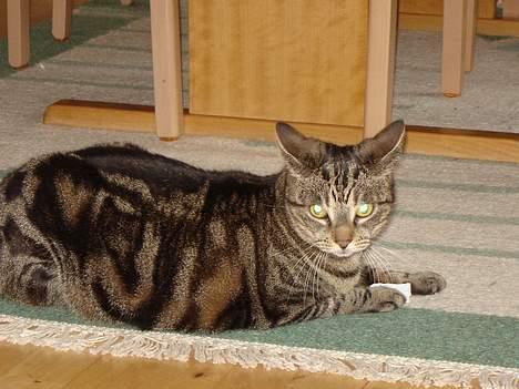 Huskat Silke - Jubii ...... har lige fanget papiret fra en flødekaramel  billede 6