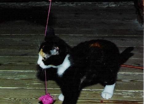 Huskat ***Yazmin*** † død † - Yazmin og bolden... billede 1