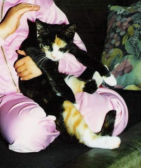 Huskat ***Yazmin*** † død † - Yazminpiien.. billede 2