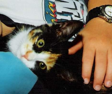 Huskat ***Yazmin*** † død † - "Hejza...? Ville du noget...? Jeg lå lige og så fjerner.." billede 3