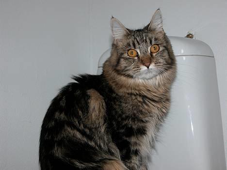 Maine Coon Uldtotten - Er jeg ikke bare flot? billede 18