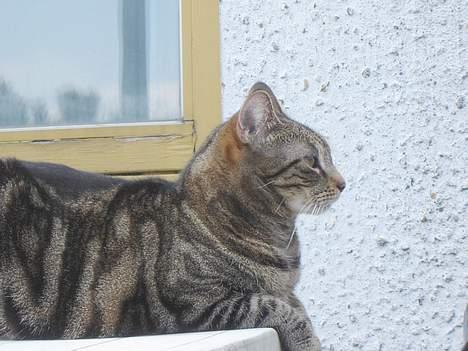 Huskat Silke - Mon ikke jeg er et forbillede til en Sfinx *gg* billede 7