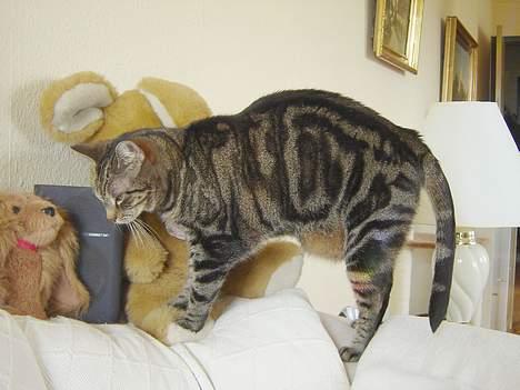 Huskat Silke billede 8