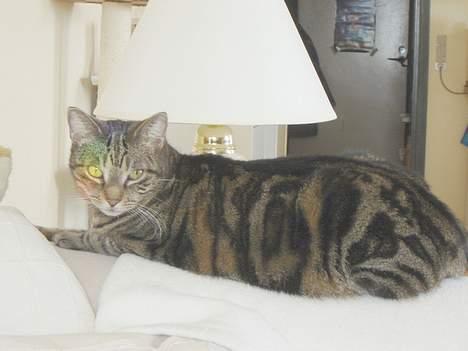 Huskat Silke billede 9