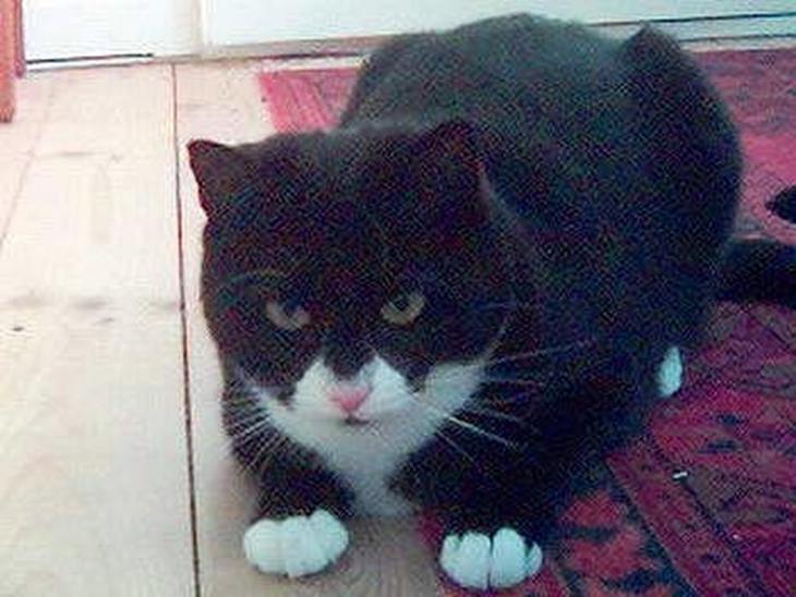 {{currentPhoto.altText}} billede {{currentPhoto.number}}