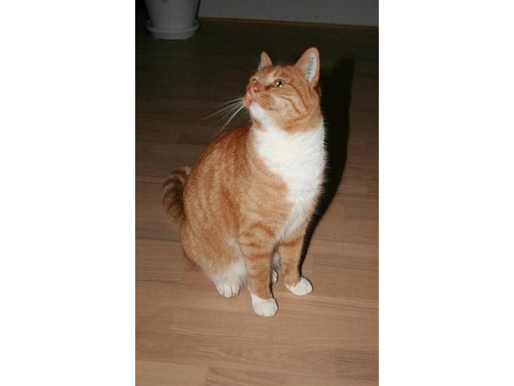 Huskat Garfield - Kan du stå for mig? billede 1