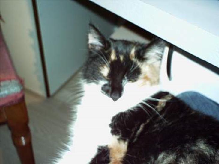 {{currentPhoto.altText}} billede {{currentPhoto.number}}