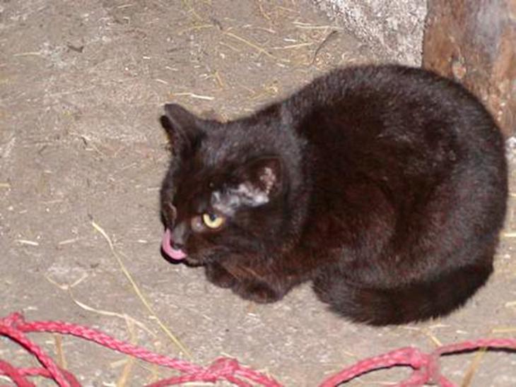 {{currentPhoto.altText}} billede {{currentPhoto.number}}