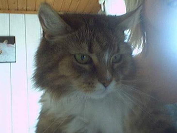 {{currentPhoto.altText}} billede {{currentPhoto.number}}