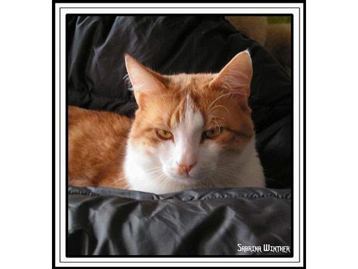 Huskat Felix R.I.P. billede 1
