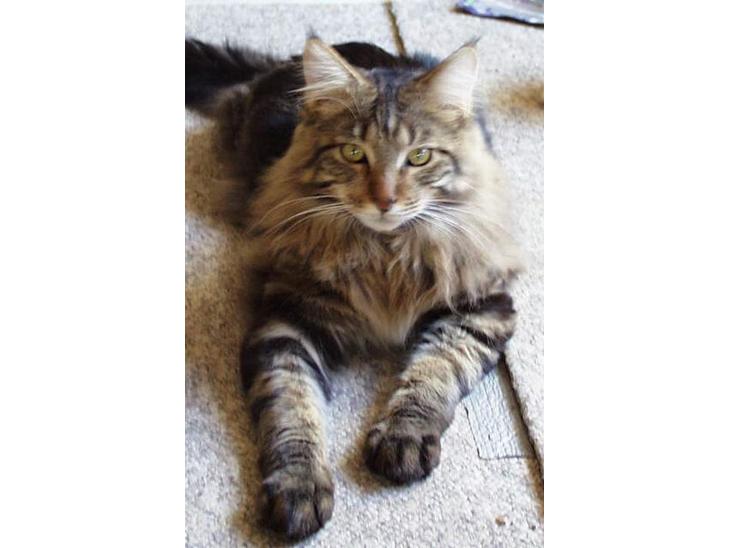 Maine Coon Ditocas Aros billede 1