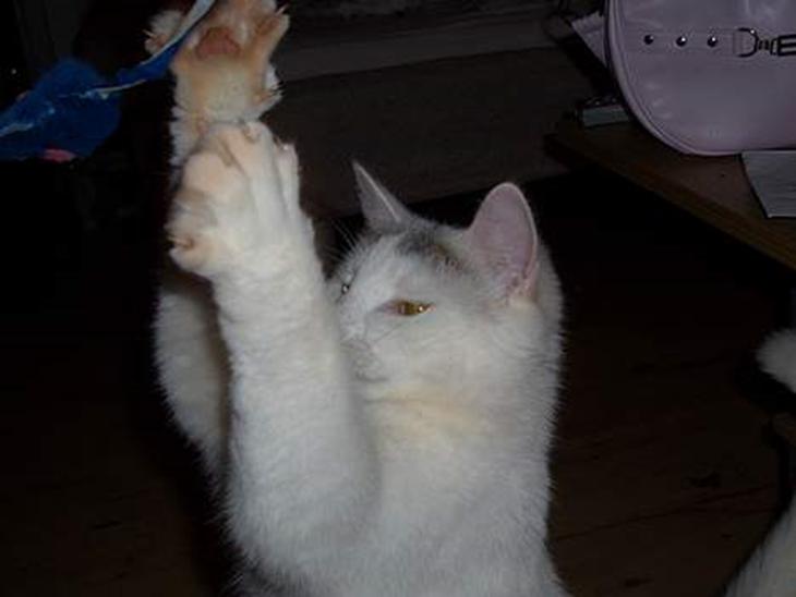 {{currentPhoto.altText}} billede {{currentPhoto.number}}