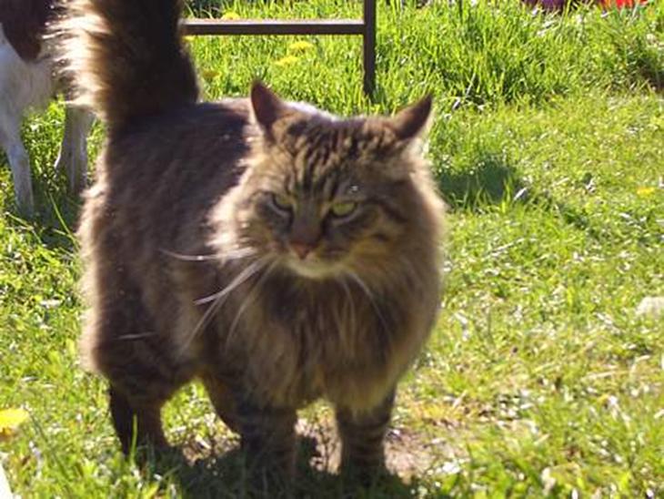 {{currentPhoto.altText}} billede {{currentPhoto.number}}