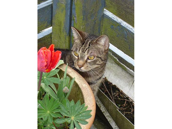 Huskat Silke - Silke min smukke misser  billede 1