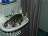 British Shorthair Molly