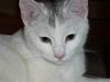 Huskat Frk. Smilla