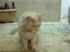 Maine Coon lucifer
