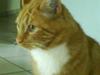 Blanding af racer Garfield