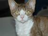 Devon Rex DK Mischek Cassiopeia