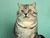 British Shorthair S*Swebritt's Dustin