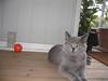 British Shorthair Blue Haven Galadriel