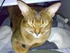 Abyssinier Hannibal