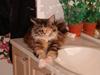 Maine Coon Anastacia( har født 2 )