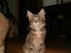 Maine Coon Little Miss Demi